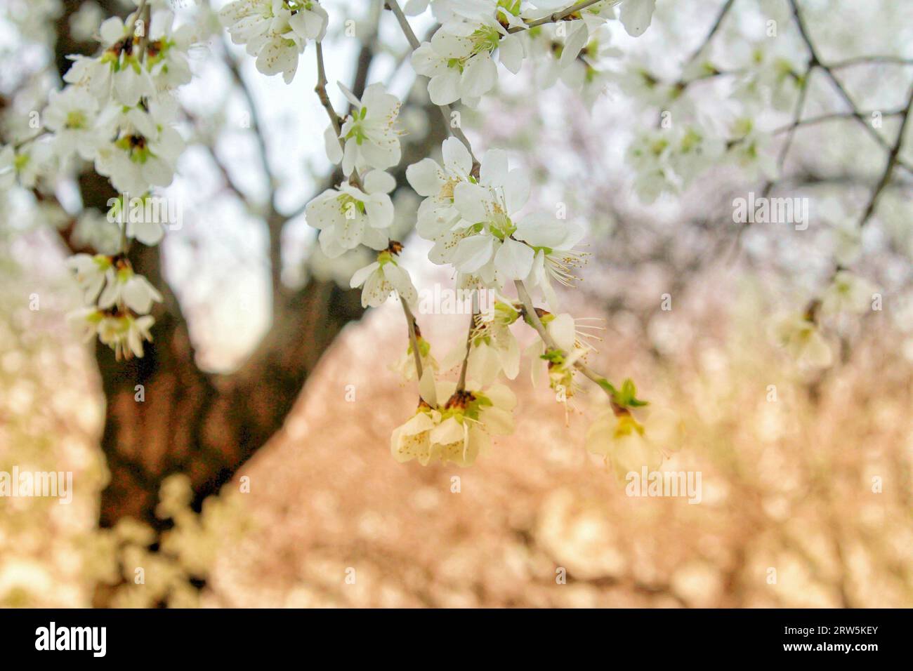 Cattura la bellezza eterea dei fiori bianchi in piena fioritura sotto il delicato abbraccio della luce del sole all'aperto Foto Stock