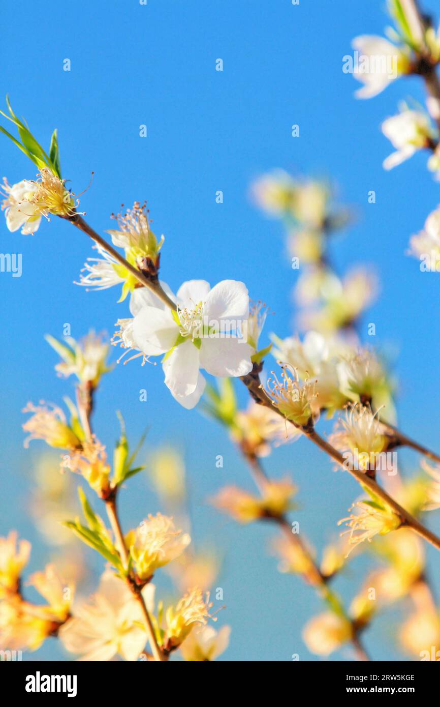 Cattura la bellezza eterea dei fiori bianchi in piena fioritura sotto il delicato abbraccio della luce del sole all'aperto Foto Stock