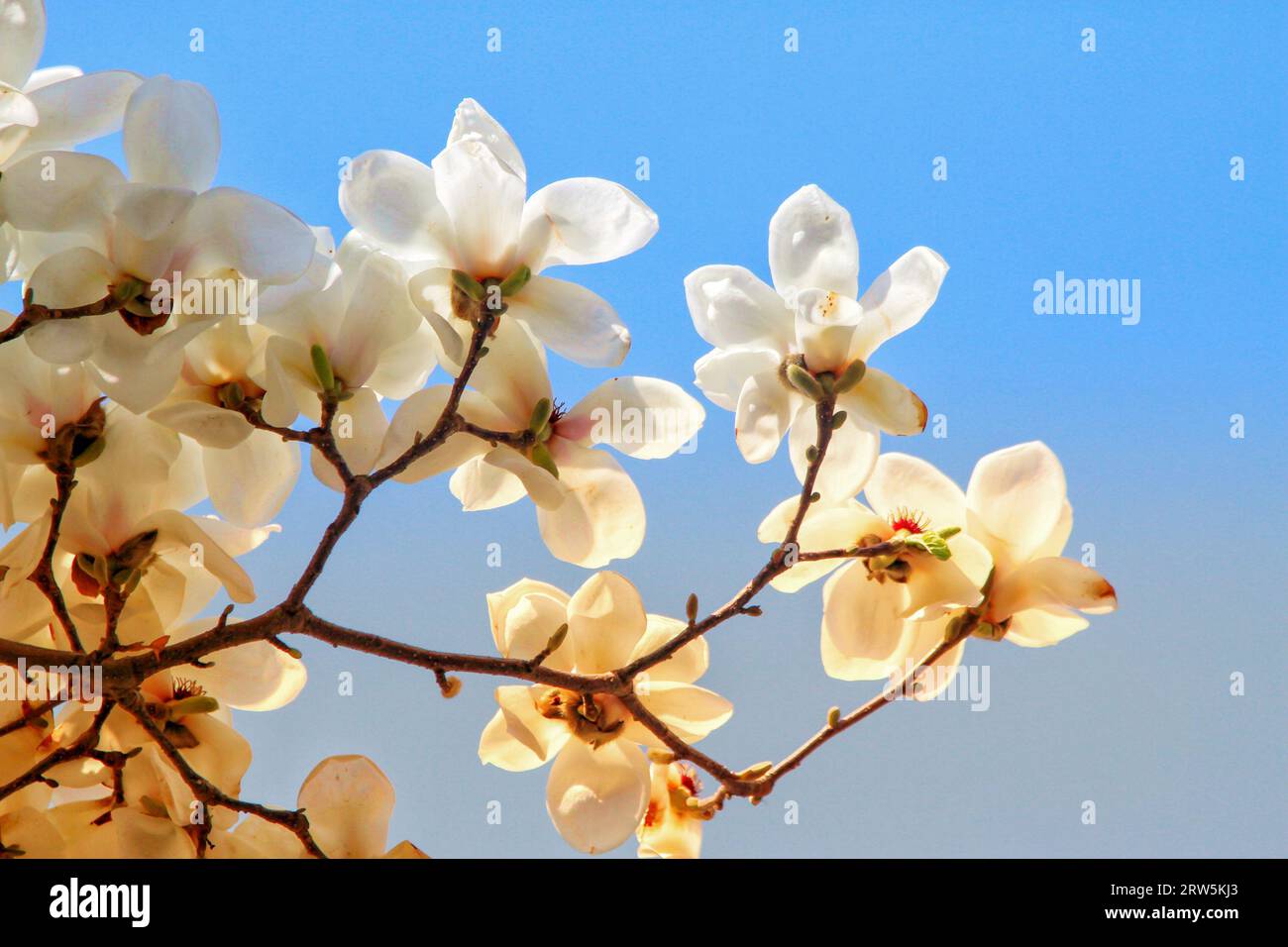 Cattura la bellezza eterea dei fiori bianchi in piena fioritura sotto il delicato abbraccio della luce del sole all'aperto Foto Stock