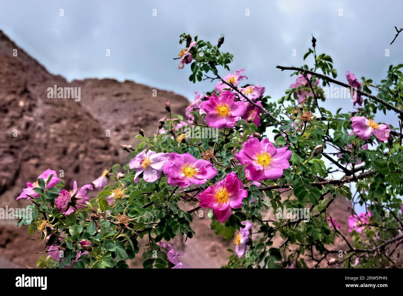 La rosa di Webb cresce selvaggia nella Stok Valley, Ladakh, India Foto Stock