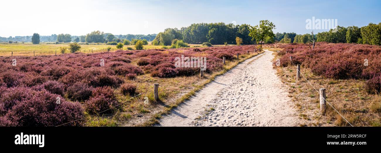 Scopri la vibrante bellezza della riserva naturale Boberger Niederung di Amburgo a settembre, passeggiando lungo un tranquillo sentiero escursionistico attraverso la fioritura Foto Stock