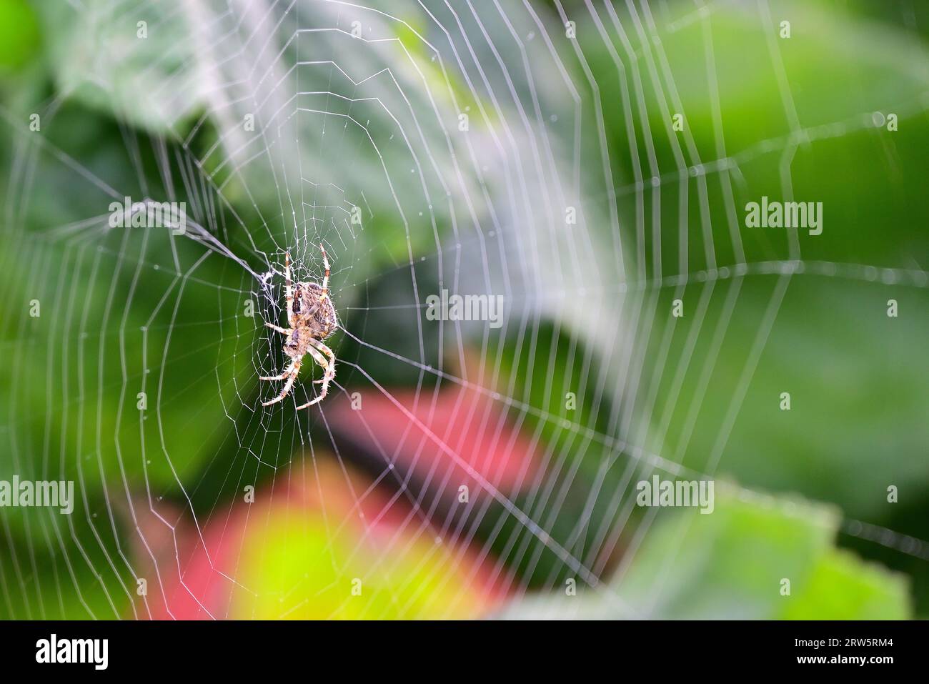 In tutto il Regno Unito - Un Garden Spider al centro se è web, in contrasto con uno sfondo verde. (Araneus diadematus) Foto Stock