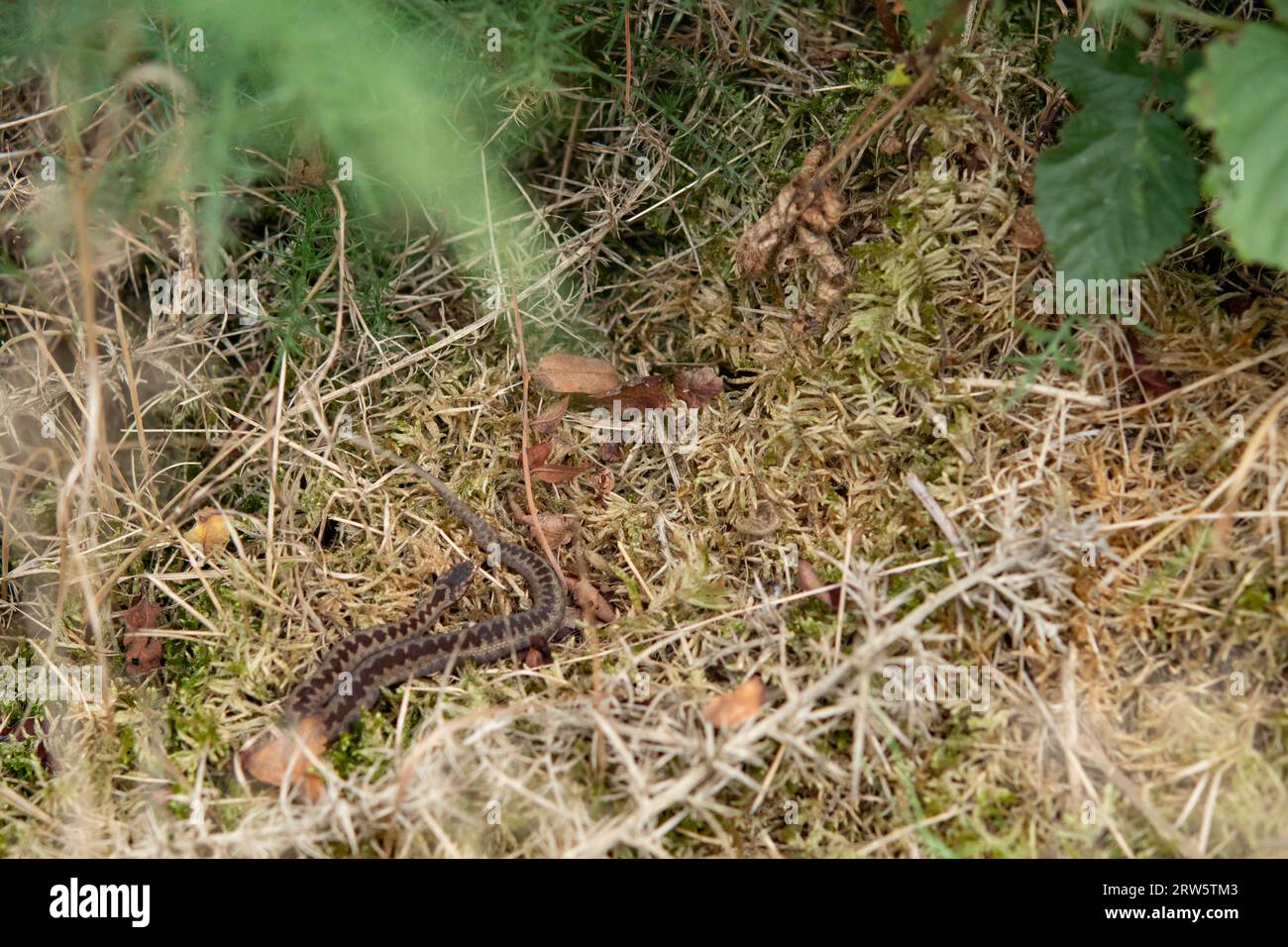 potrai crogiolarti in un parco di brughiere Foto Stock