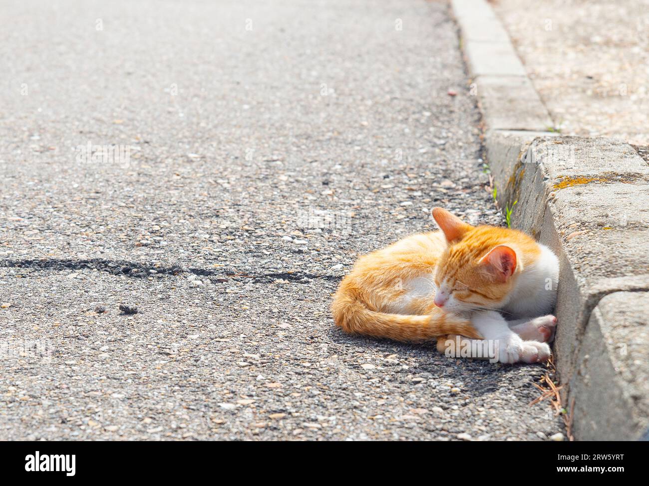 Tabby e gattino bianco che dormono per strada. Foto Stock