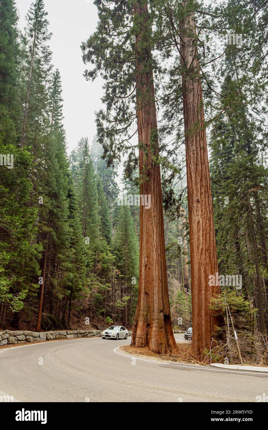 Le auto viaggiano su una strada tra sequoie giganti nel Parco Nazionale di Yosemite in California. Itinerari turistici nel Parco Nazionale di Yosemite. Viaggio in macchina americano. Vista sulla foresta nel Redwood National Park Foto Stock