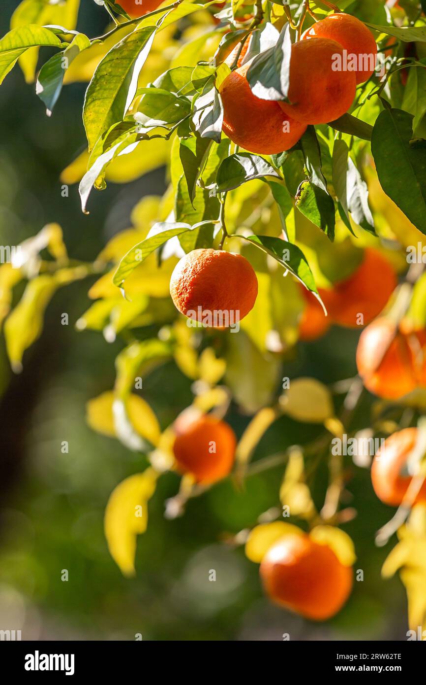 Arance di Siviglia mature su un albero, con una profondità di campo bassa Foto Stock