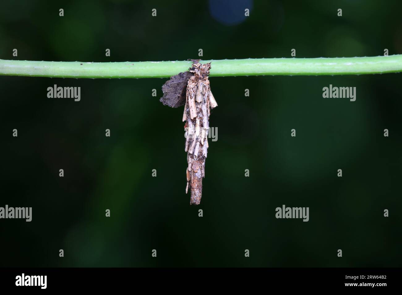 Larve di lepidotteri in natura, nel nord della Cina Foto Stock