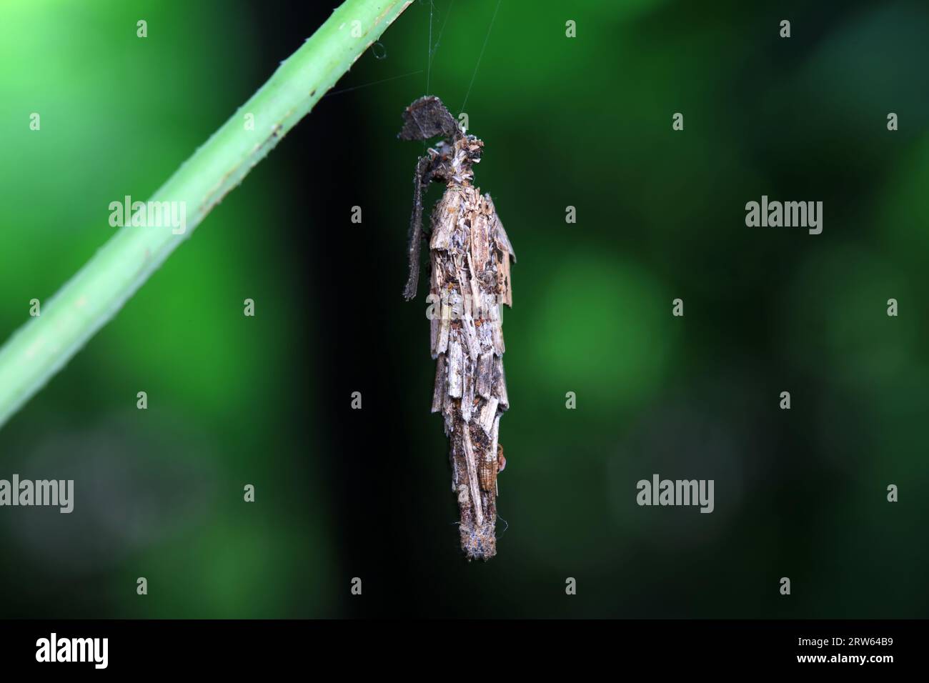 Larve di lepidotteri in natura, nel nord della Cina Foto Stock