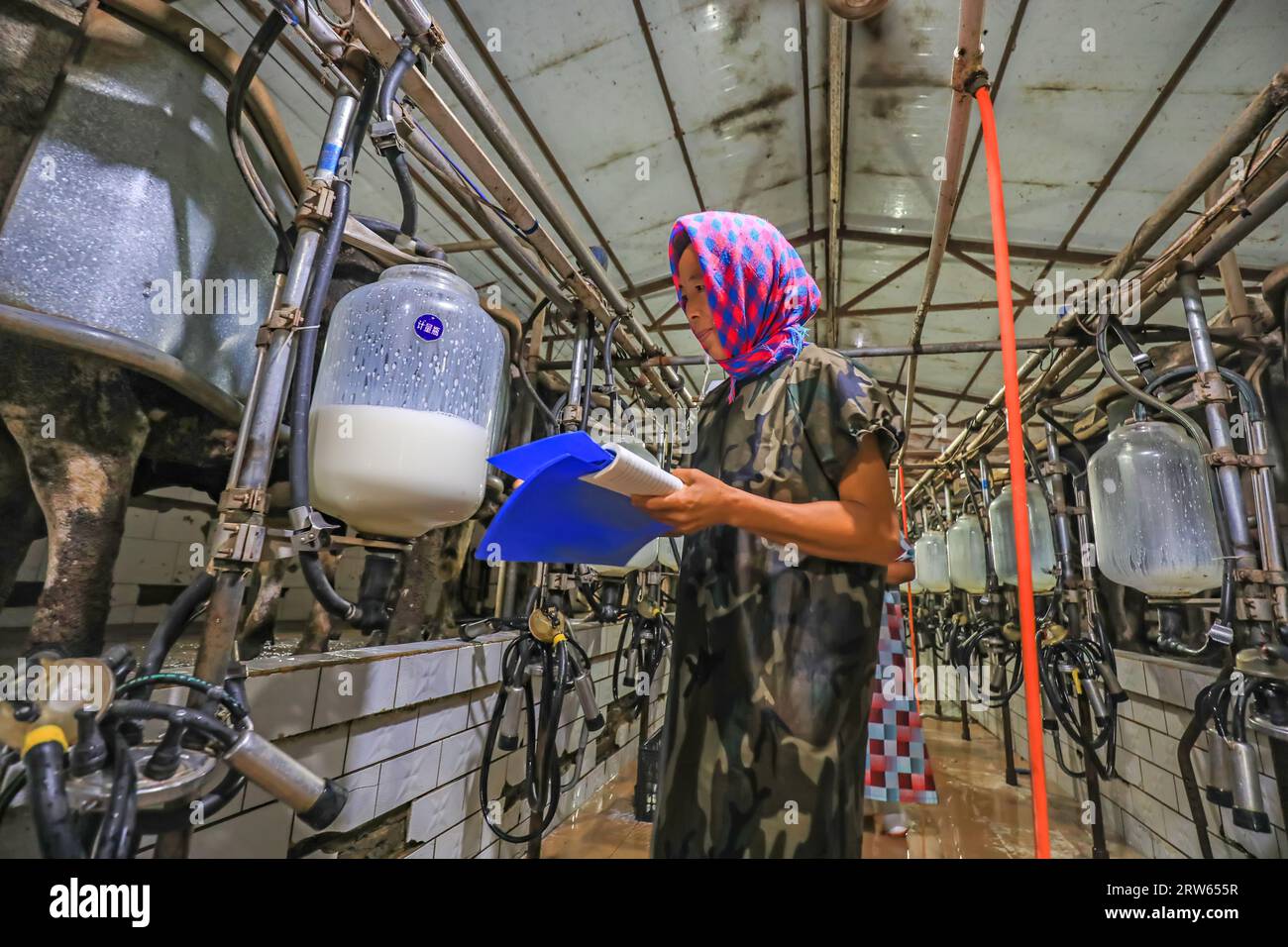 CONTEA DI LUANNAN, Cina - 6 agosto 2021: I lavoratori registrano la resa lattiera delle vacche da latte nella sala di mungitura di un caseificio, nella Cina settentrionale Foto Stock