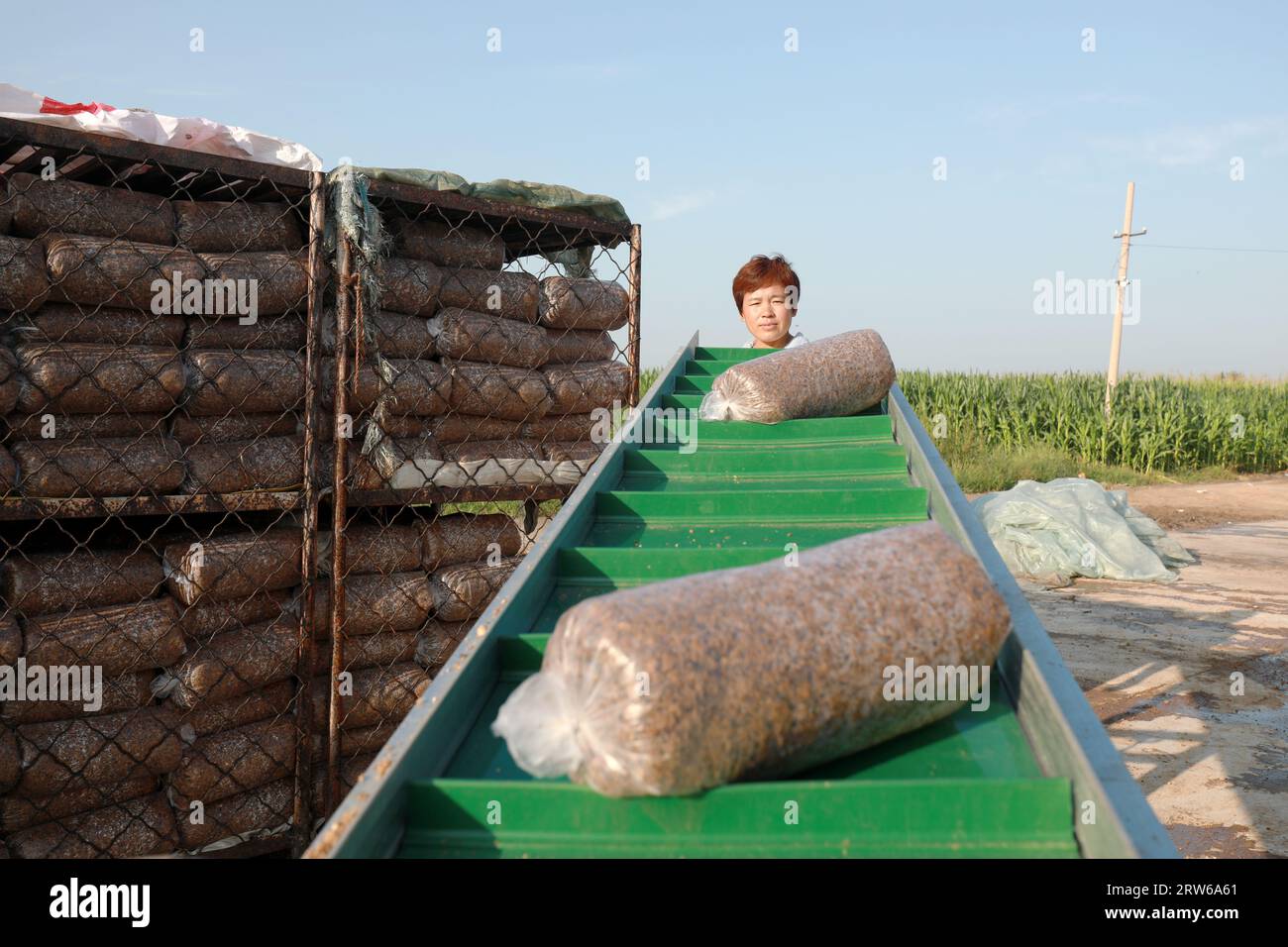 CONTEA DI LUANNAN, Cina - 18 agosto 2021：gli agricoltori stanno mettendo sacchi di funghi in una fattoria, nel nord della Cina Foto Stock