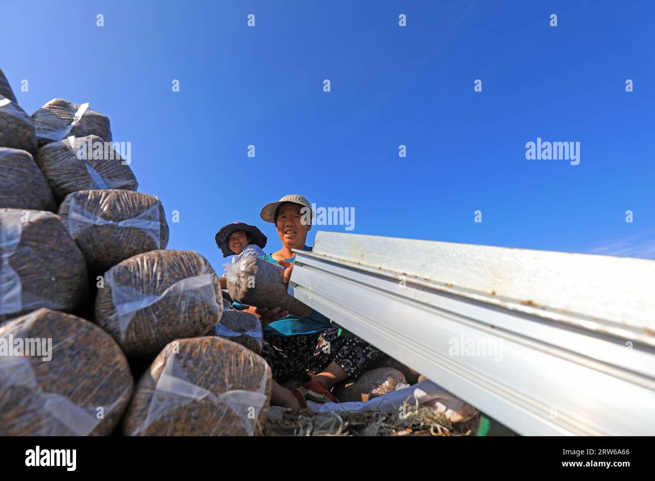 CONTEA DI LUANNAN, Cina - 18 agosto 2021：gli agricoltori stanno mettendo sacchi di funghi in una fattoria, nel nord della Cina Foto Stock