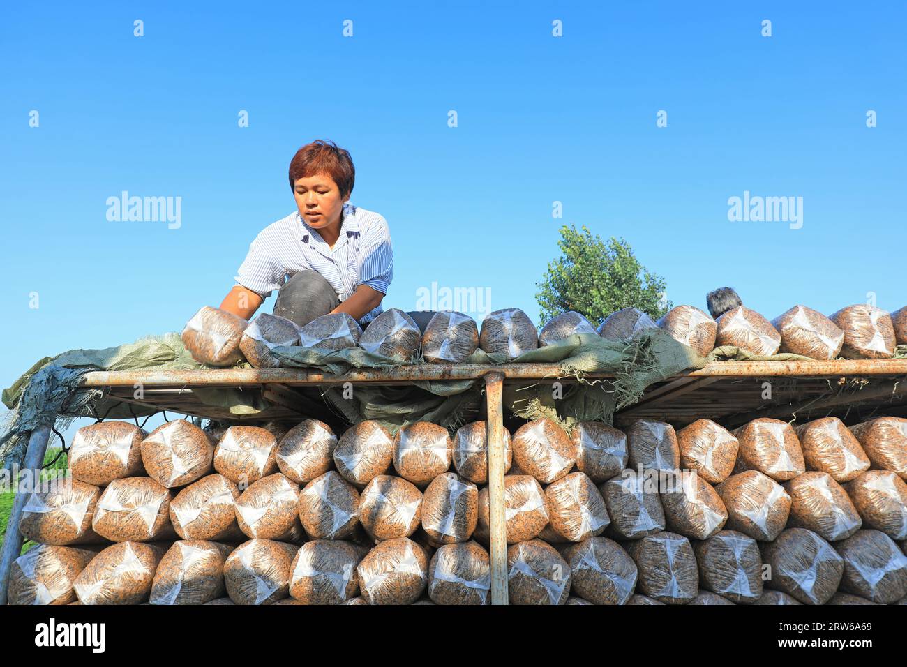 CONTEA DI LUANNAN, Cina - 18 agosto 2021：gli agricoltori stanno mettendo sacchi di funghi in una fattoria, nel nord della Cina Foto Stock