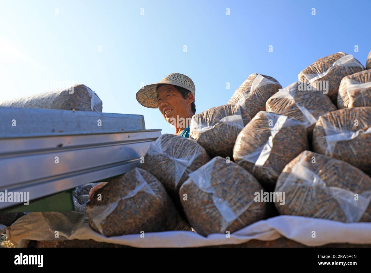 CONTEA DI LUANNAN, Cina - 18 agosto 2021：gli agricoltori stanno mettendo sacchi di funghi in una fattoria, nel nord della Cina Foto Stock