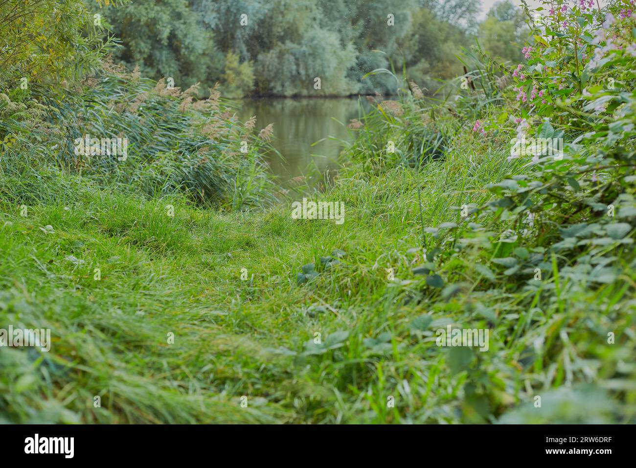 Vista panoramica di un paesaggio verde con un lago sullo sfondo con alberi e uno skyline. Foto Stock