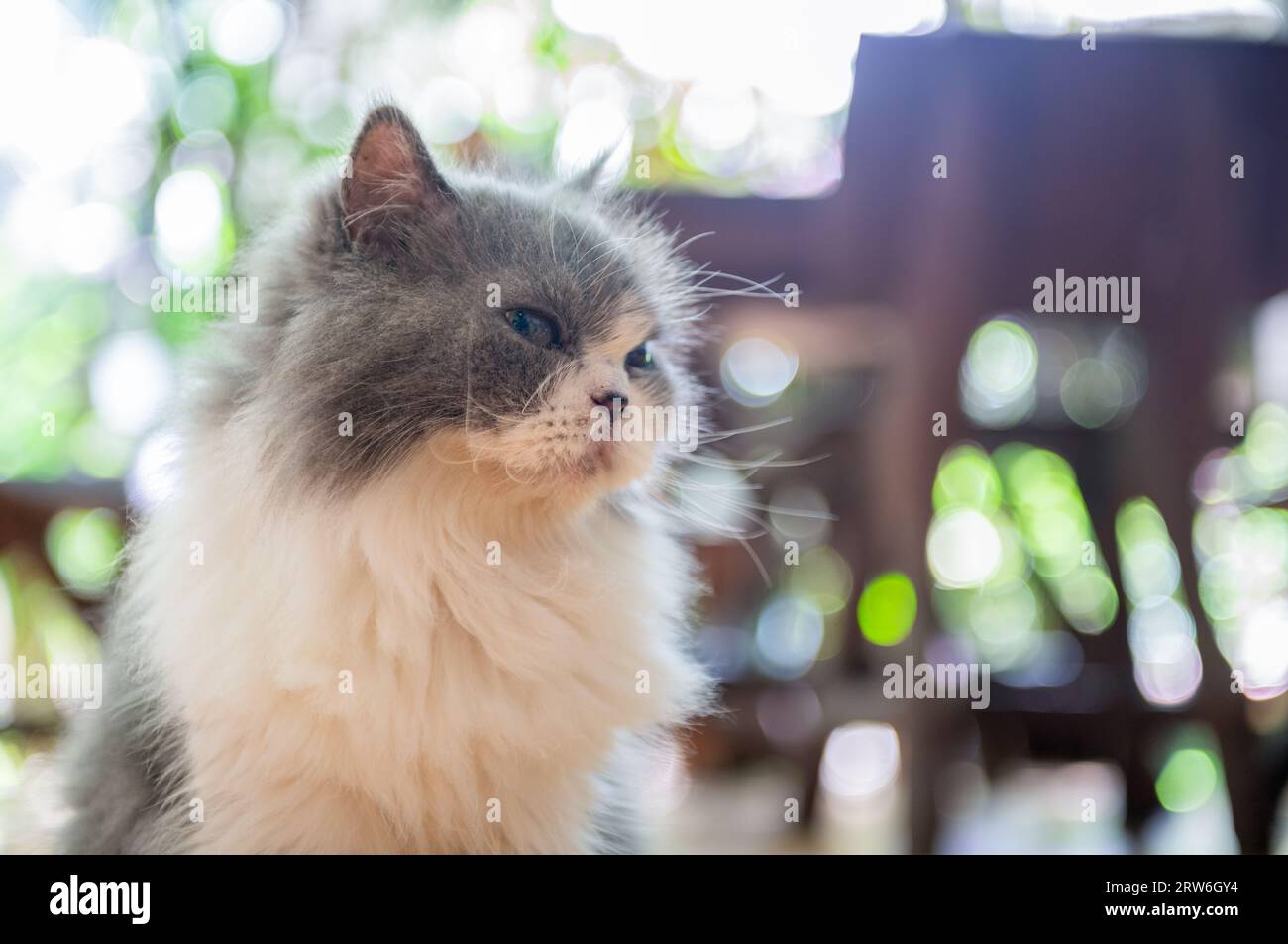 Ritratto di un grazioso gatto persiano bianco e grigio su sfondo bokeh, concetto di animale domestico e animale Foto Stock