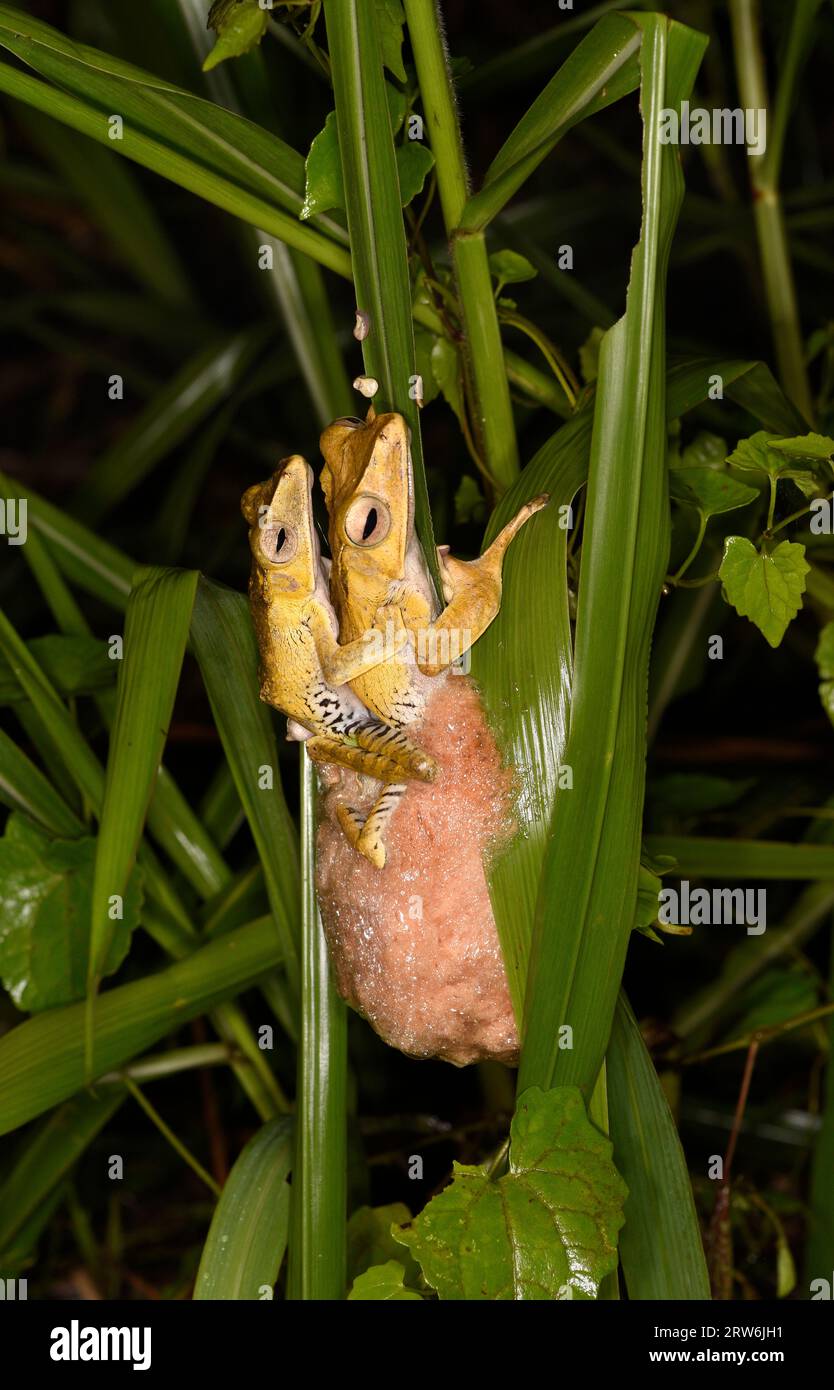 Coppia di rana con orecchie di lima (Polypedates otilophus) accoppiamento maschio e femmina, con nido di sacco d'uovo in schiuma, Sabah, Borneo, Malesia, novembre Foto Stock