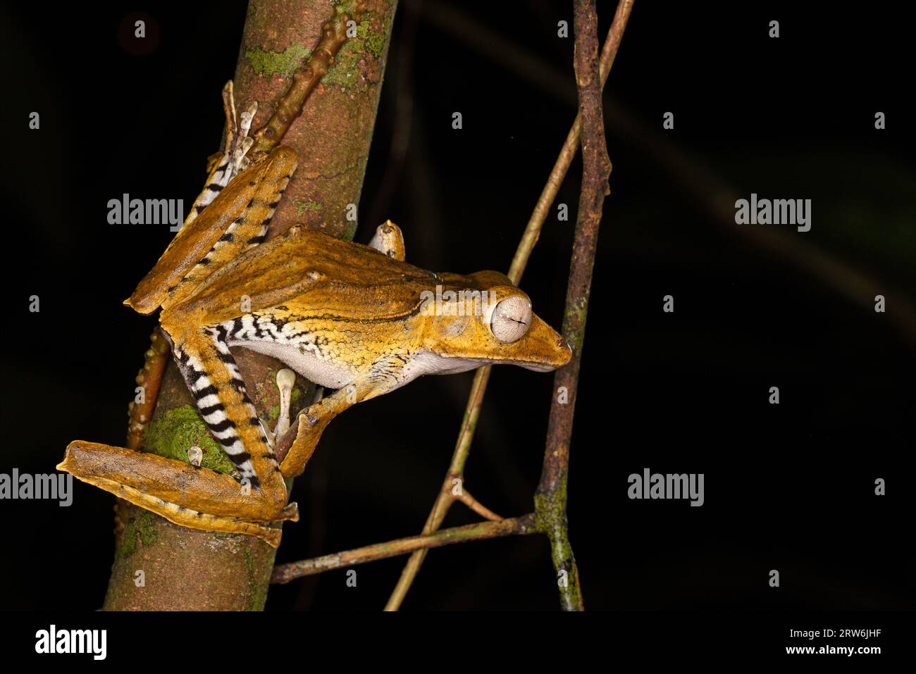 Rana rana con orecchie (Polypedates otilophus) rana forestale notturna, Sabah, Borneo, Malesia Foto Stock