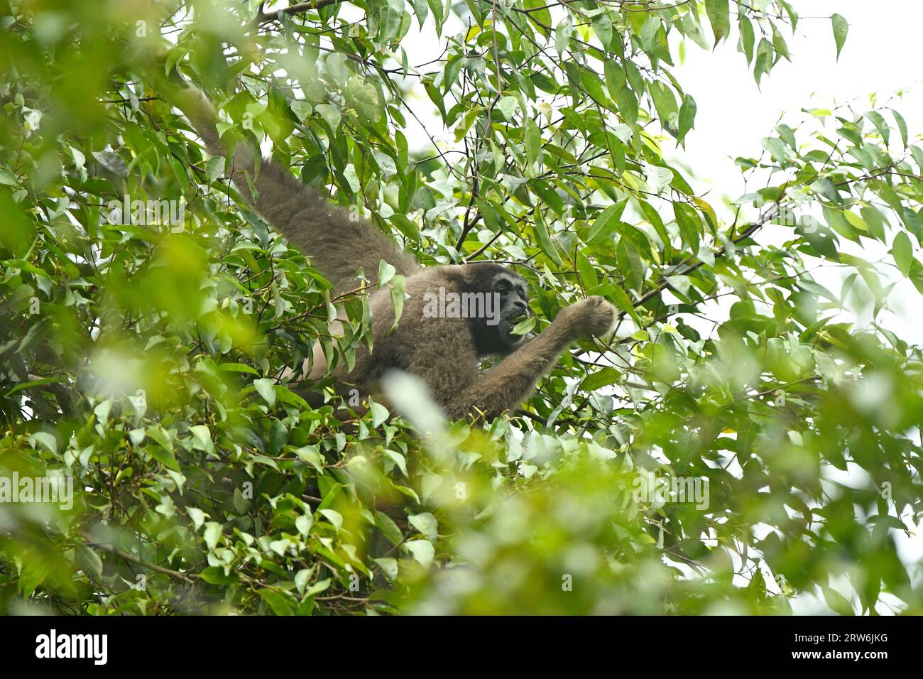 Gibbon borneo (Hylobates muelleri) appeso in foglie di alberi, Sabah, Borneo, Malesia Foto Stock