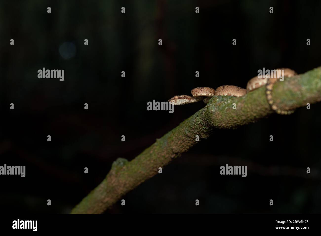 Una vipera pozzo di Malabar poggia su un sottile ramo di albero ad Amboli, che si fonde con la lussureggiante foresta. Le sue scale mostrano un mimetismo naturale, catturando il beau Foto Stock