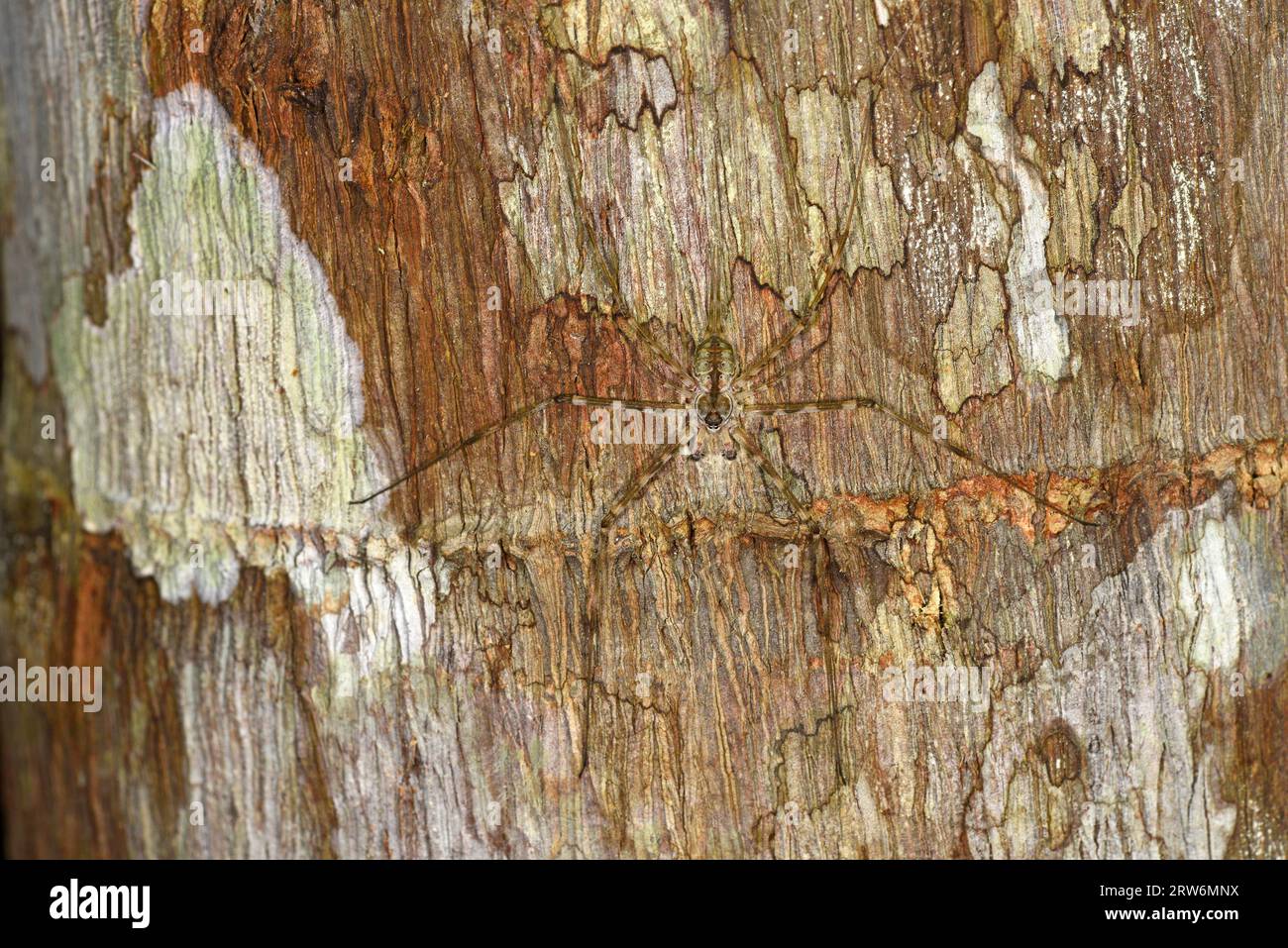 Corteccia a strappi lunghi o ragno a due code (specie Hersiliidae) che riposa su tronco d’albero, mimetizzato, valle del Danum, Sabah, Boeneo, Malesia Foto Stock