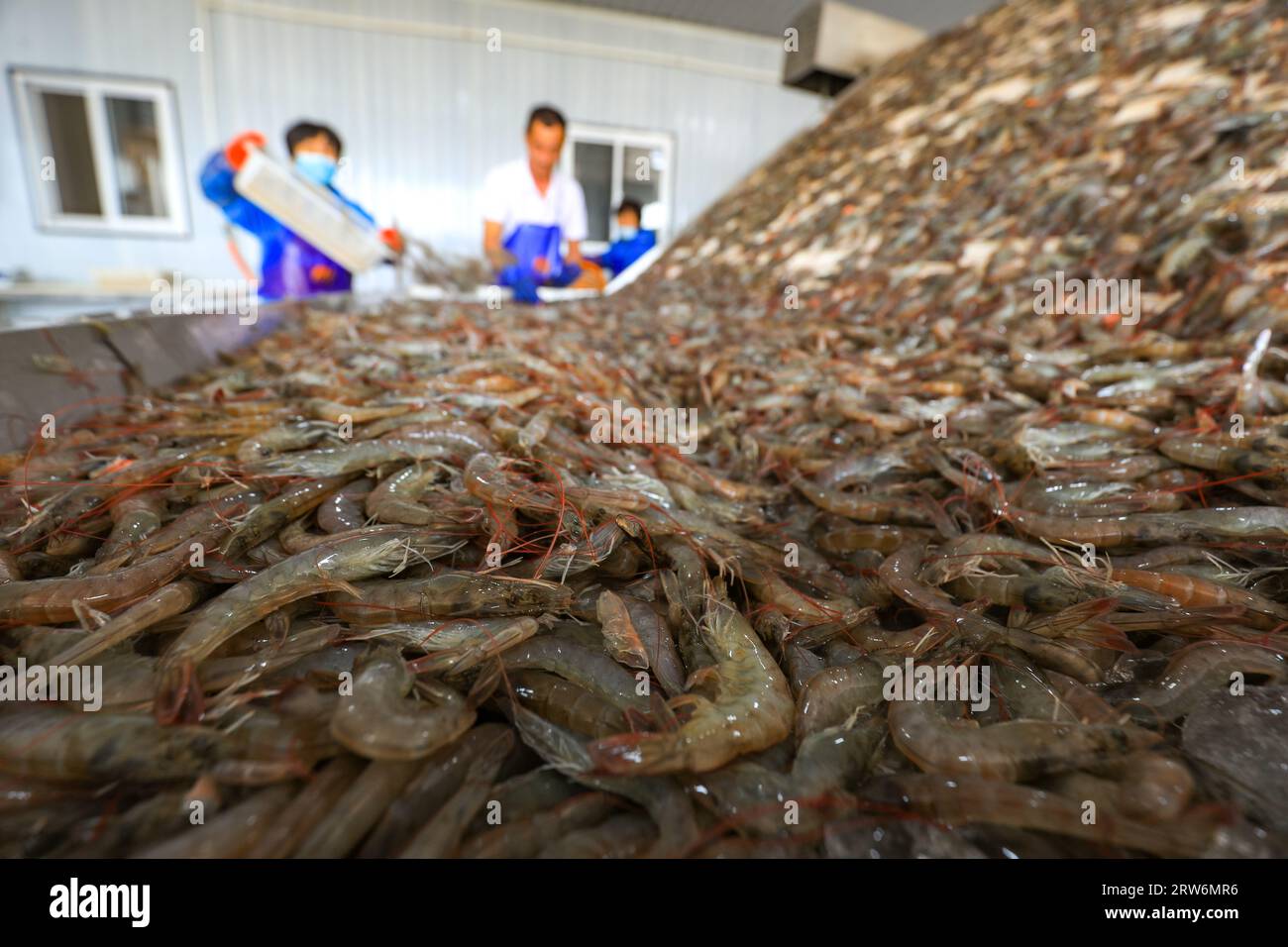 CONTEA DI LUANNAN, Cina - 7 settembre 2021: I lavoratori selezionano i gamberi sulla piattaforma meccanica per la lavorazione in un impianto di lavorazione dei frutti di mare, Cina settentrionale Foto Stock