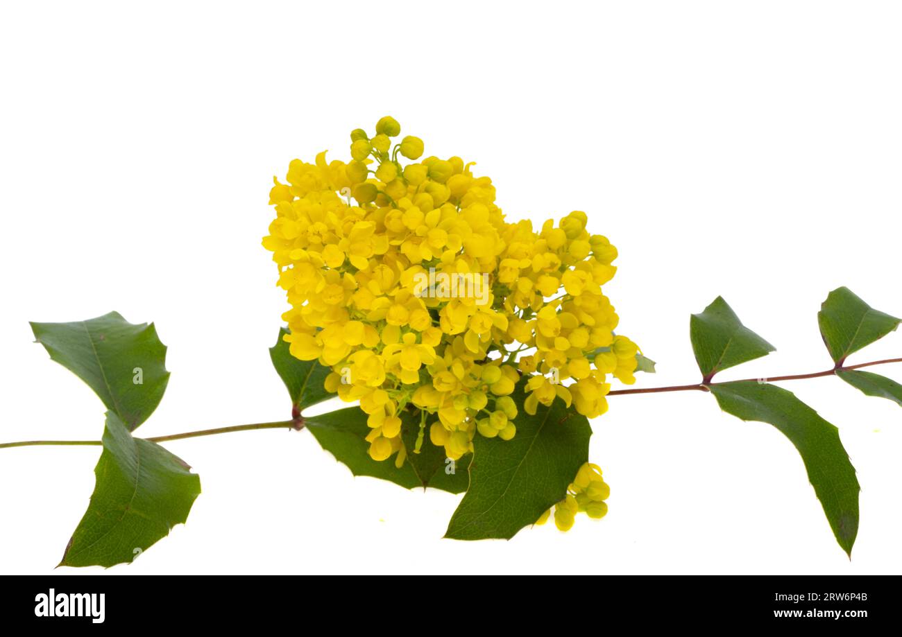 Fiori di Mahonia isolati su sfondo bianco Foto Stock