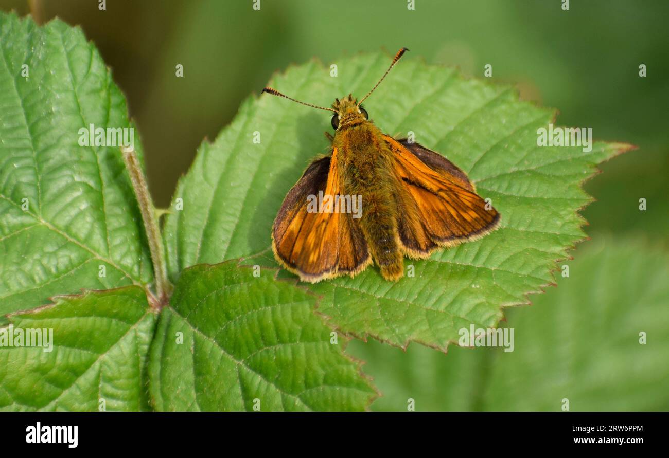 Grande farfalla skipper appoggiata su una foglia - Cornovaglia, Regno Unito Foto Stock