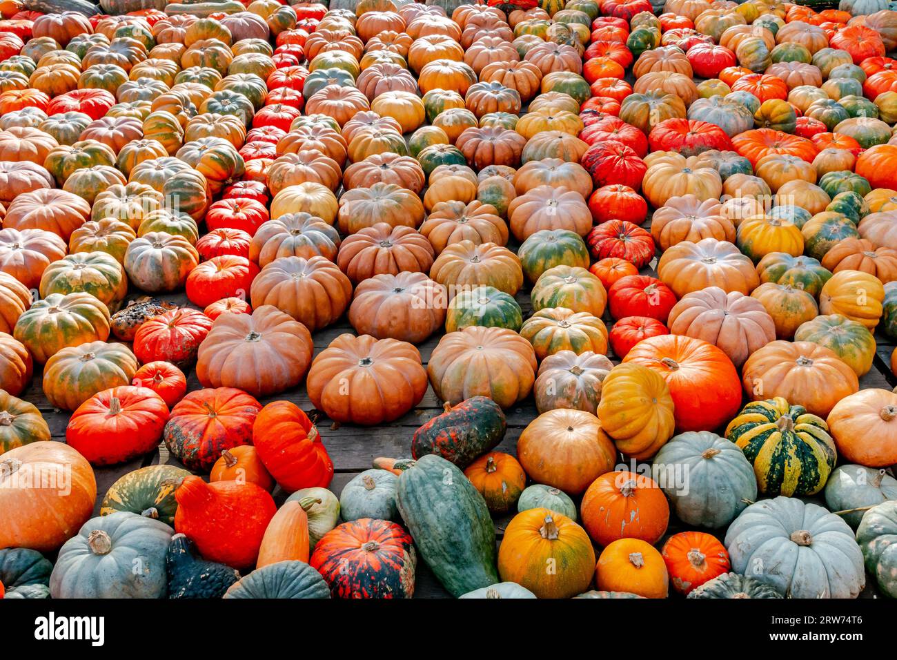 zucche in un mercato - sfondo completo Foto Stock