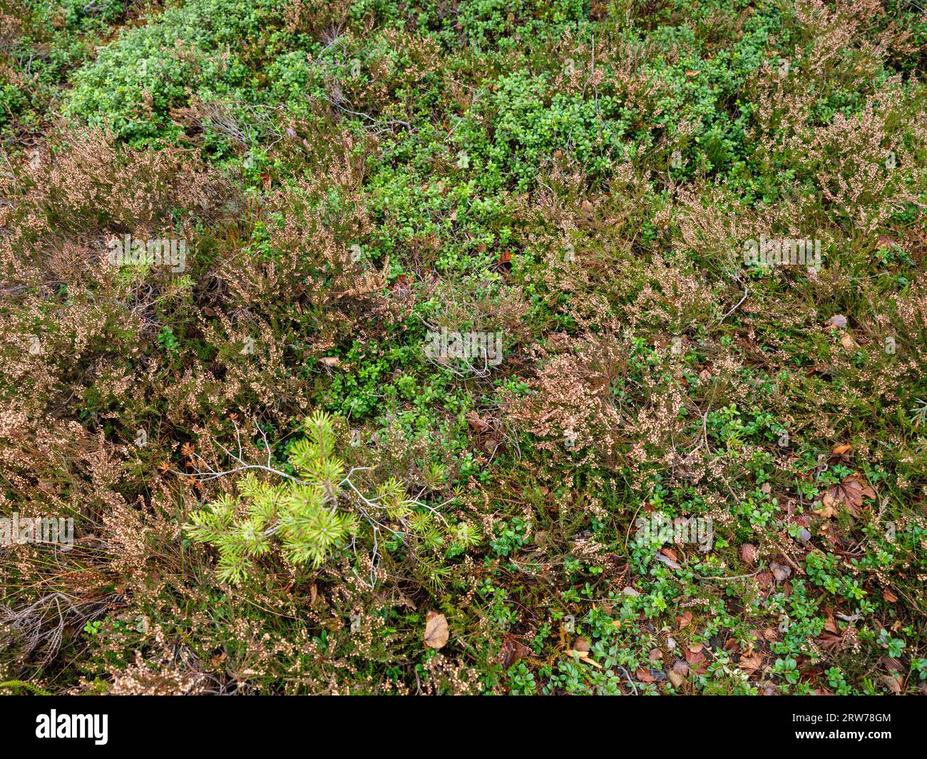 paesaggio paludoso per la raccolta di terreni erbosi naturali energie Foto Stock