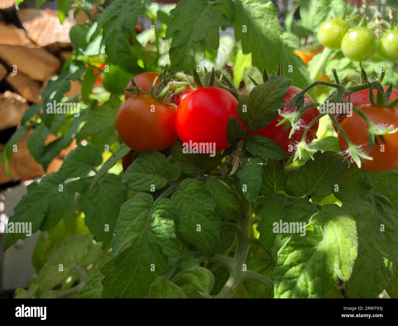Pomodori ciliegini, piccole verdure rosse su un ramo illuminato dal sole estivo Foto Stock