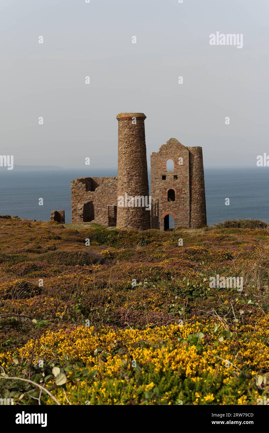 Miniera di stagno in rovina della Cornovaglia sulla cima della scogliera con fiori gialli di gorse e vista sul mare Foto Stock