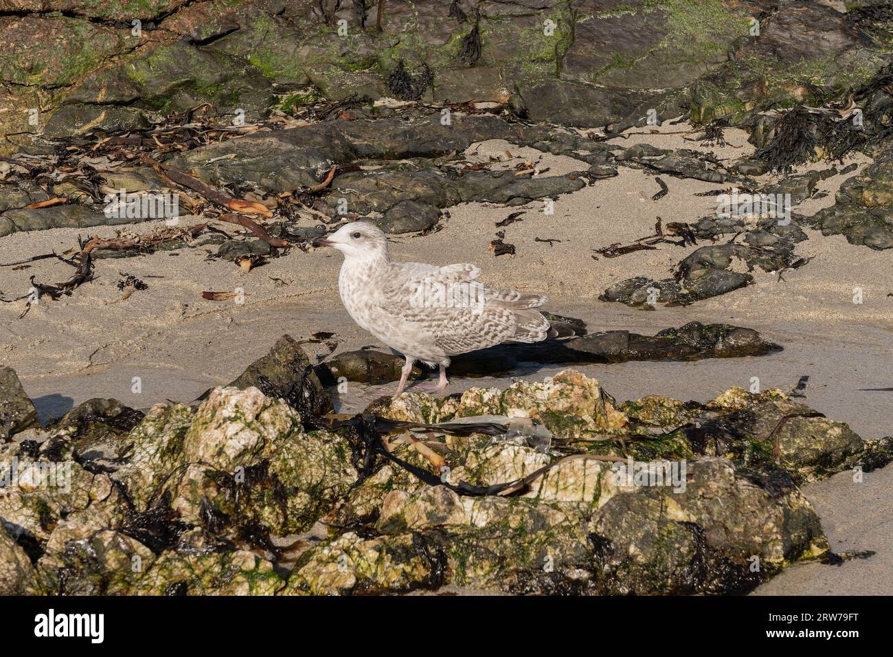 Giovane gabbiano aringhe sulla spiaggia rocciosa con alghe e sabbia in Cornovaglia Foto Stock
