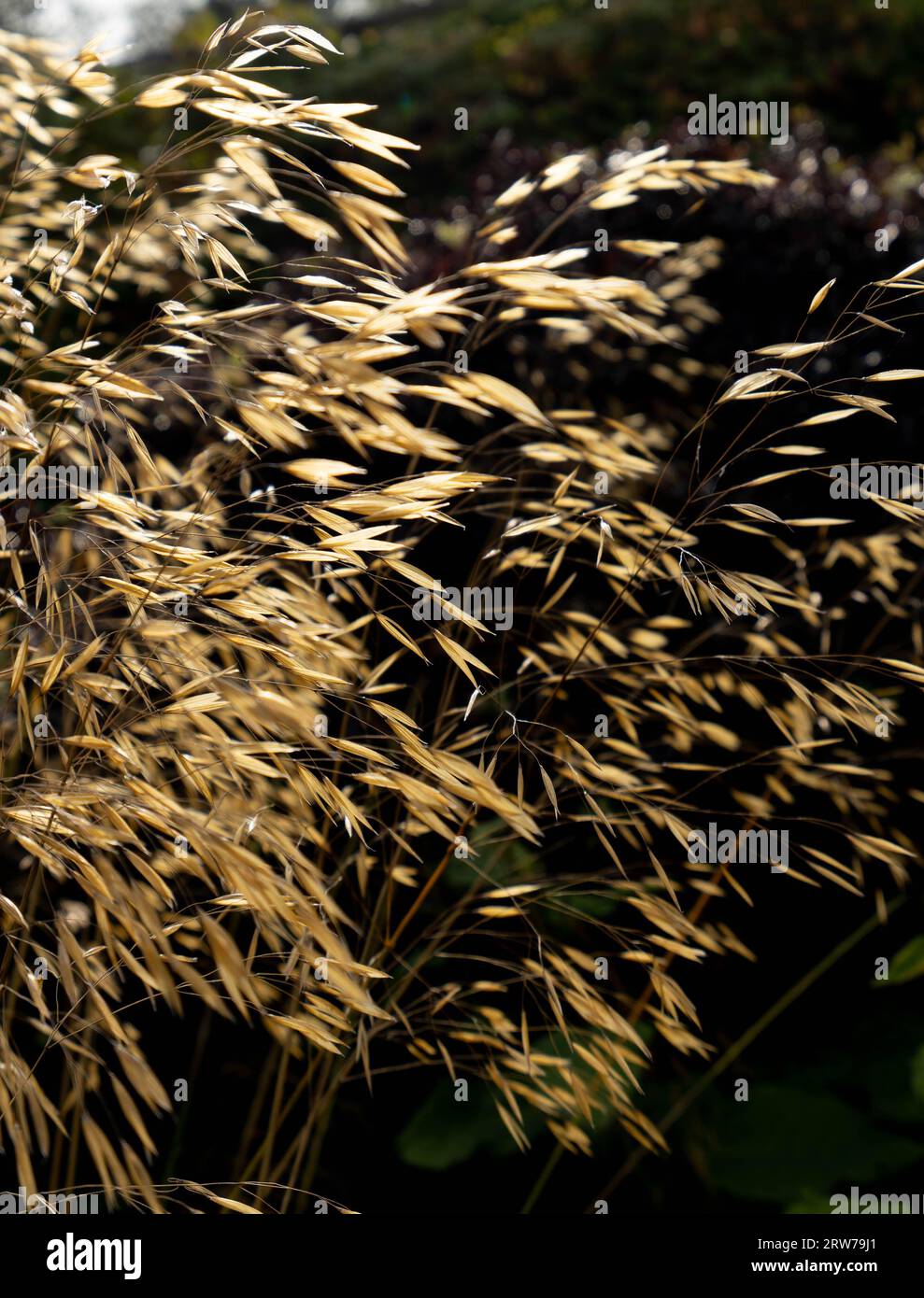 Erba ornamentale dorata che ondeggia alla luce del sole autunnale in Cornovaglia Foto Stock
