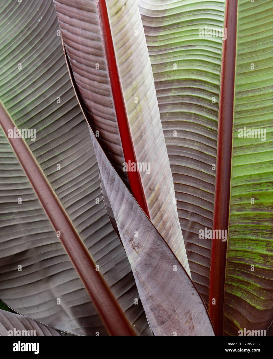 Dettaglio ravvicinato di grandi foglie tropicali di piante di banane che mostrano motivi e consistenze naturali Foto Stock