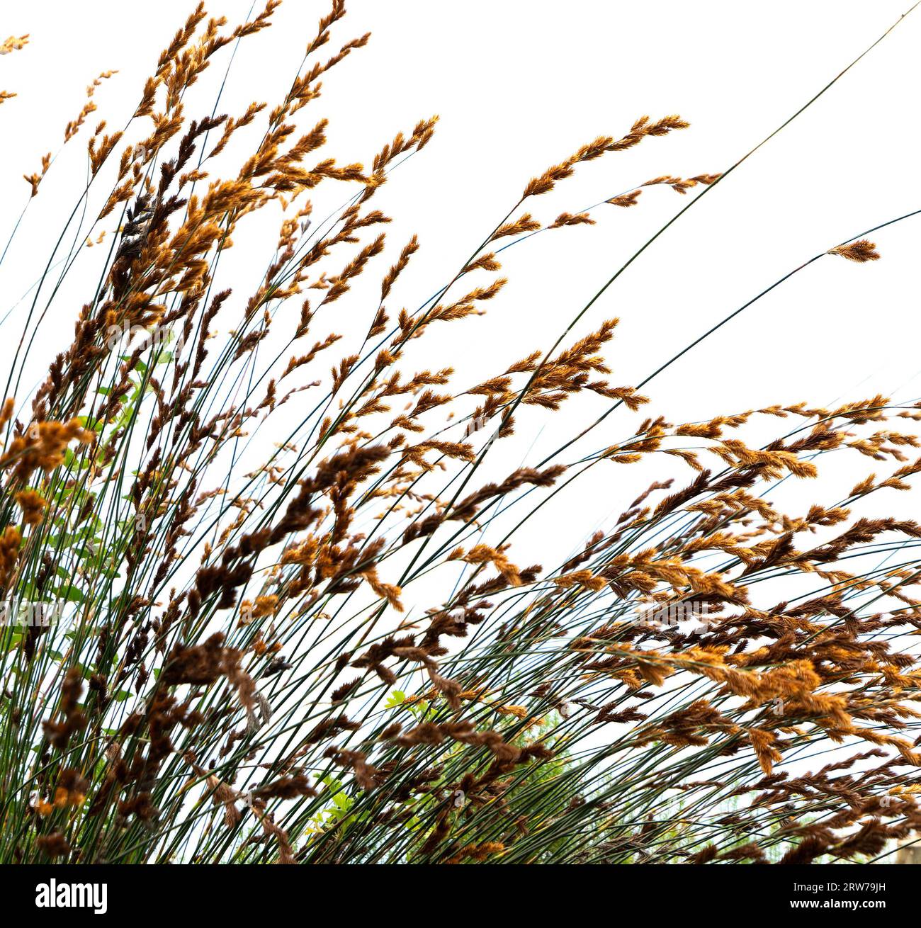 Erba d'autunno dorata che ondeggia contro il cielo coperto nella campagna della Cornovaglia Foto Stock