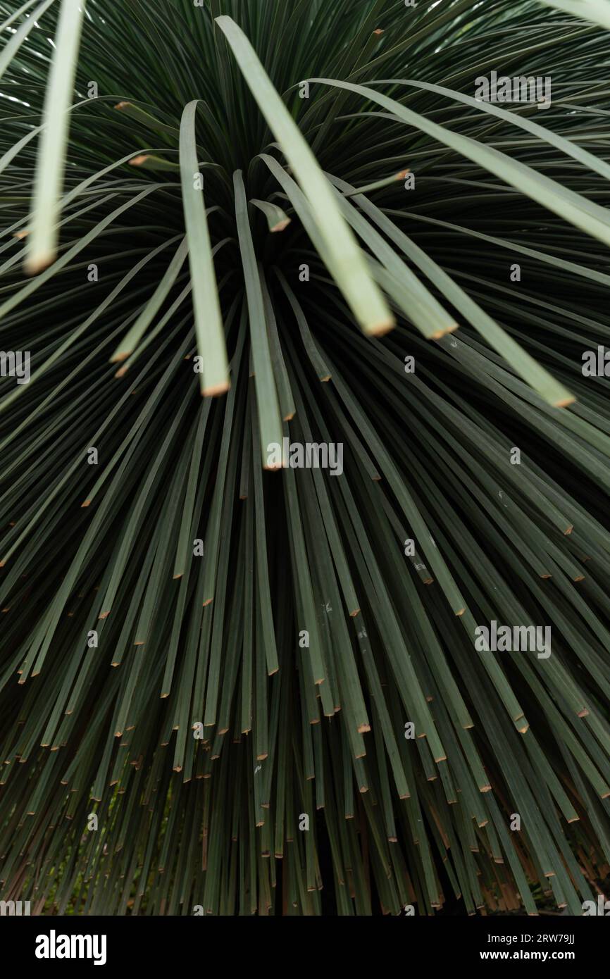 Dettaglio ravvicinato delle fronde delle palme tropicali con foglie irradianti nel giardino della Cornovaglia Foto Stock