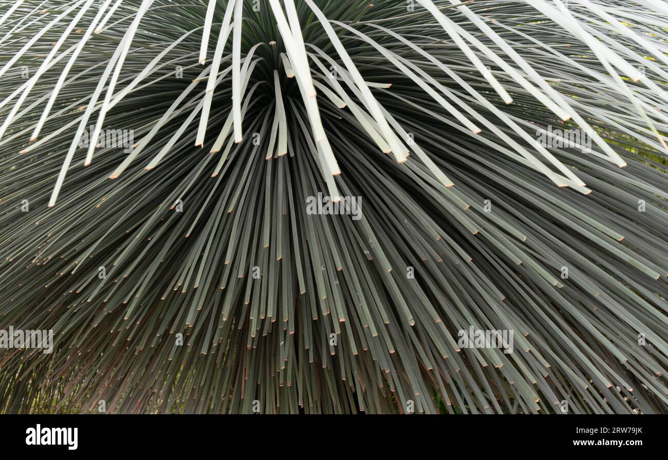 Dettagli ravvicinati delle fronde delle palme con foglie irradianti che creano motivi geometrici naturali Foto Stock