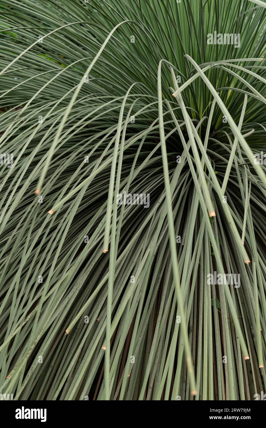 Primo piano dell'erba ornamentale con lunghe lame verdi che creano motivi naturali Foto Stock