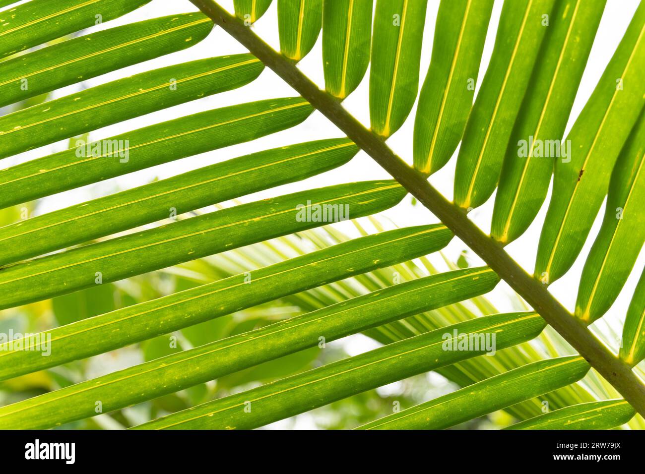 Fronde di palme verdi vibranti che creano motivi naturali con la luce del sole che filtra attraverso il fogliame tropicale Foto Stock