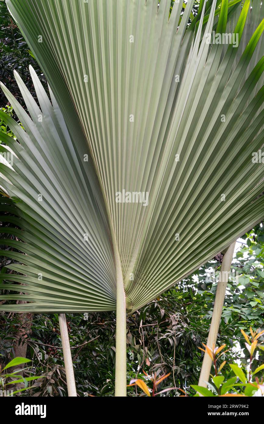 Grandi foglie di palma che creano motivi naturali in un giardino tropicale Foto Stock