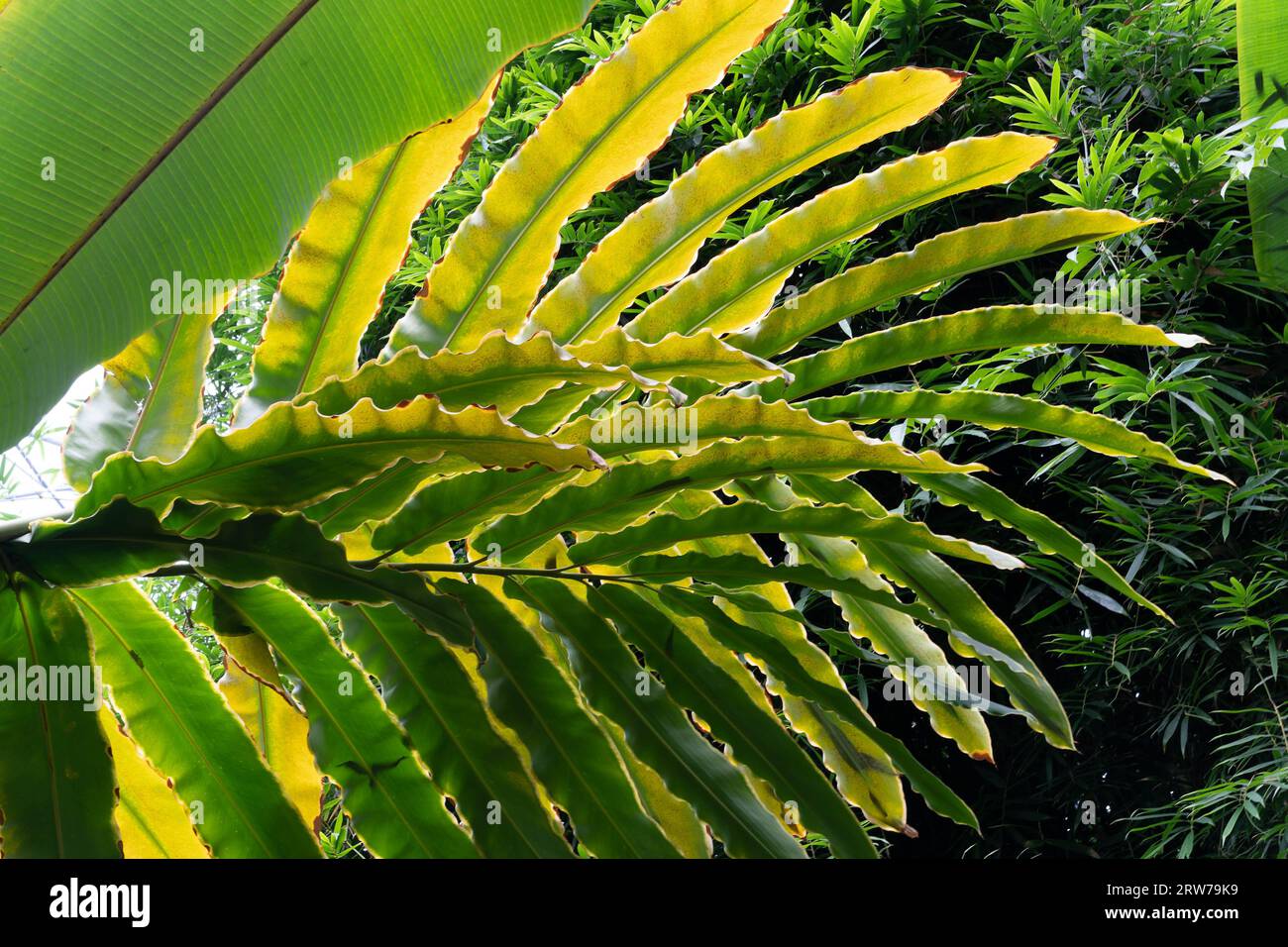 Spettacolare fronte di palme tropicali con bordi seghettati nel lussureggiante giardino della Cornovaglia Foto Stock