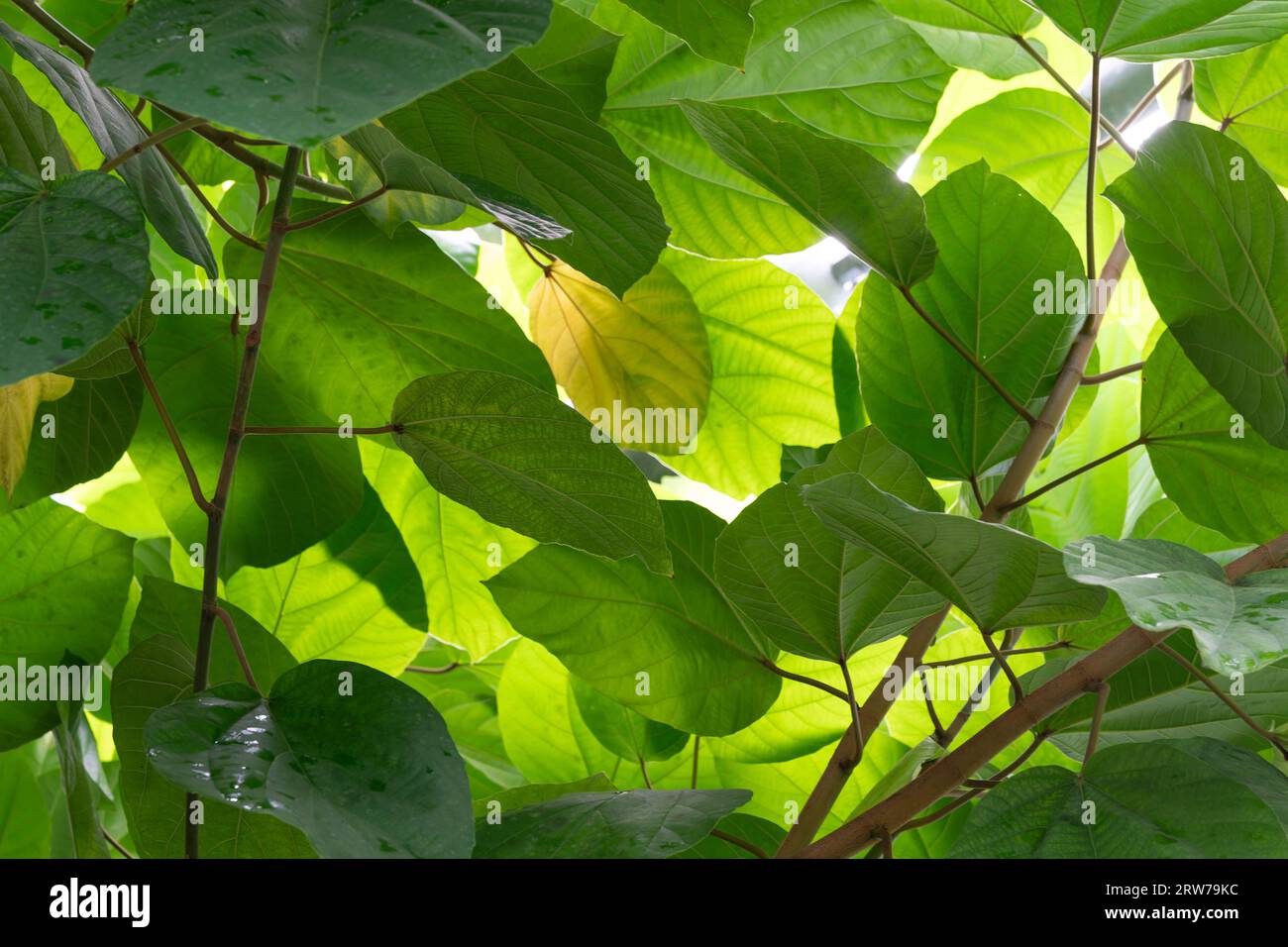 Lussureggiante fogliame verde con luce solare soffusa che filtra le foglie tropicali Foto Stock