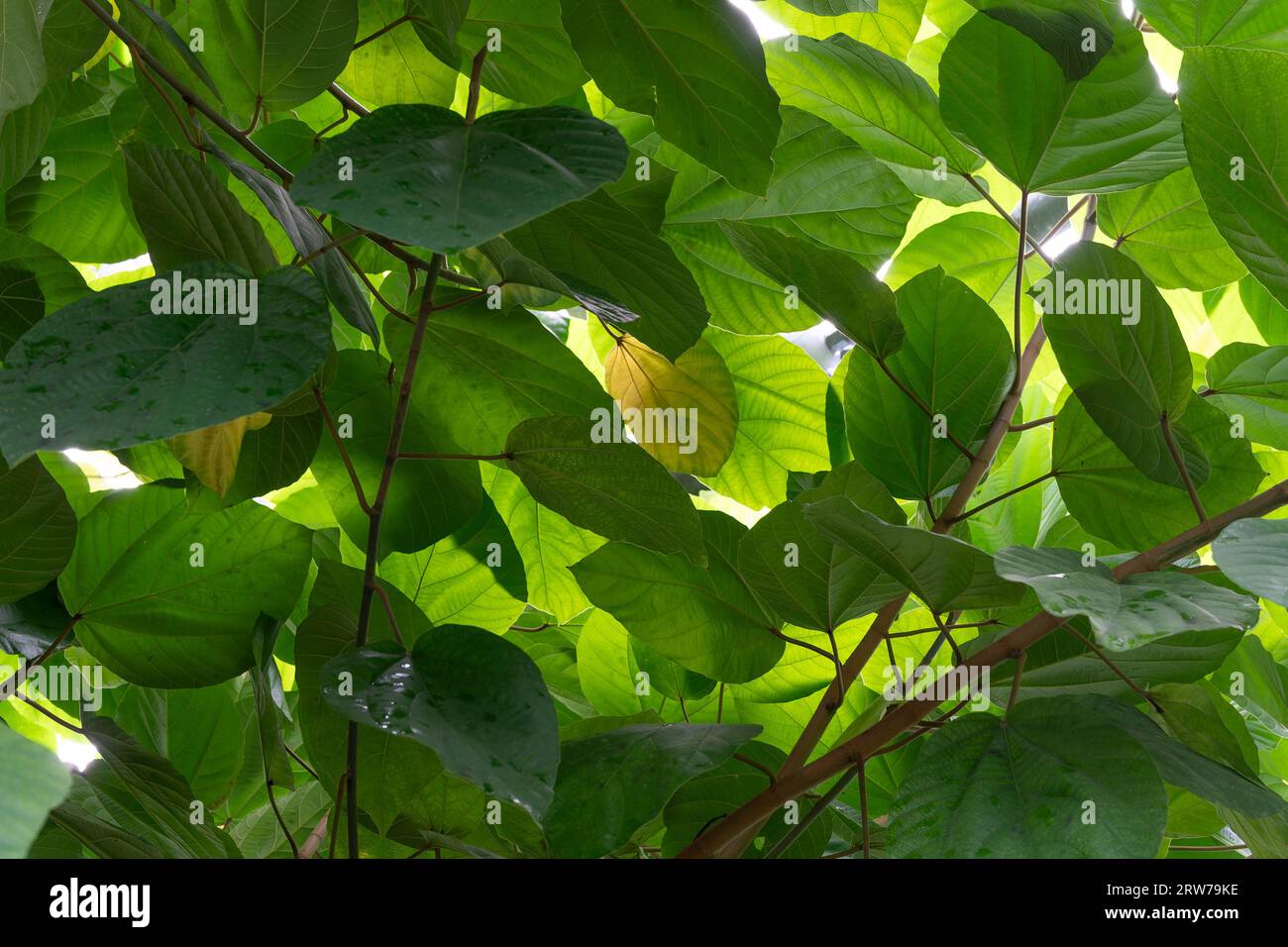 Fogliame verde denso con la luce solare che filtra foglie e rami Foto Stock