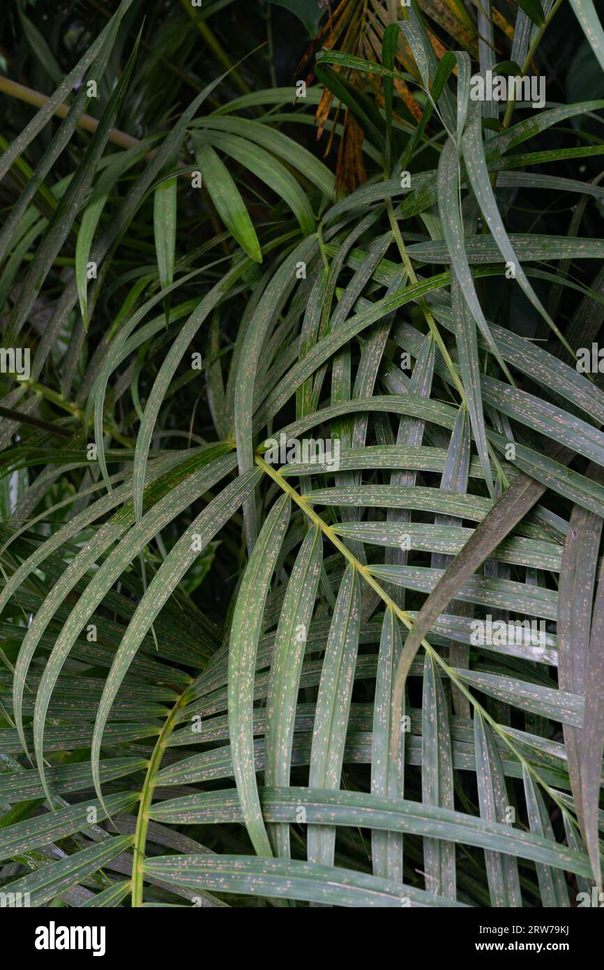 Lussureggianti fronde di palme tropicali che creano motivi verdi naturali in Cornovaglia Foto Stock