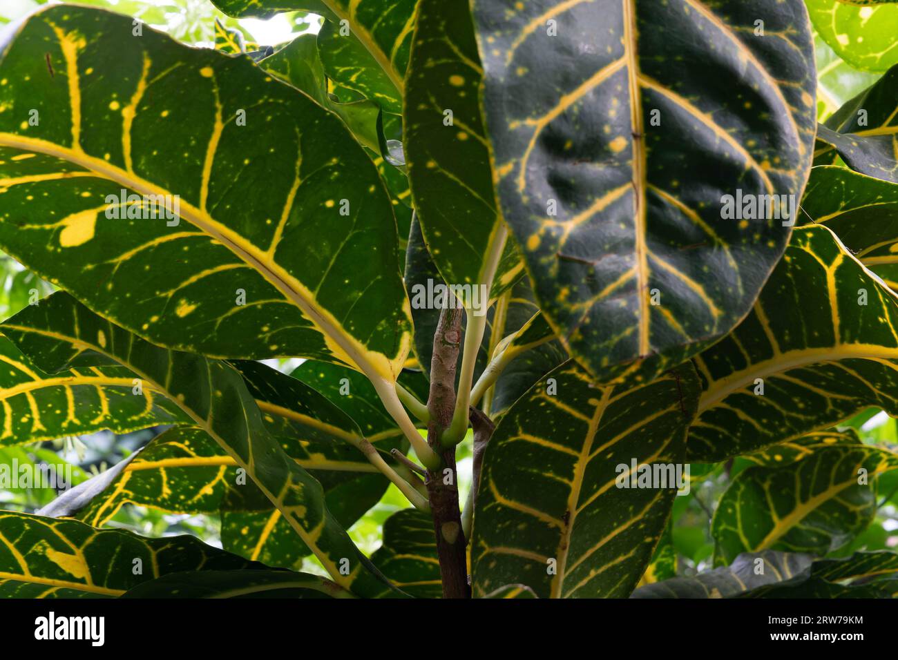 Primo piano di foglie di piante tropicali con vivaci vene gialle e fogliame verde in luce naturale Foto Stock