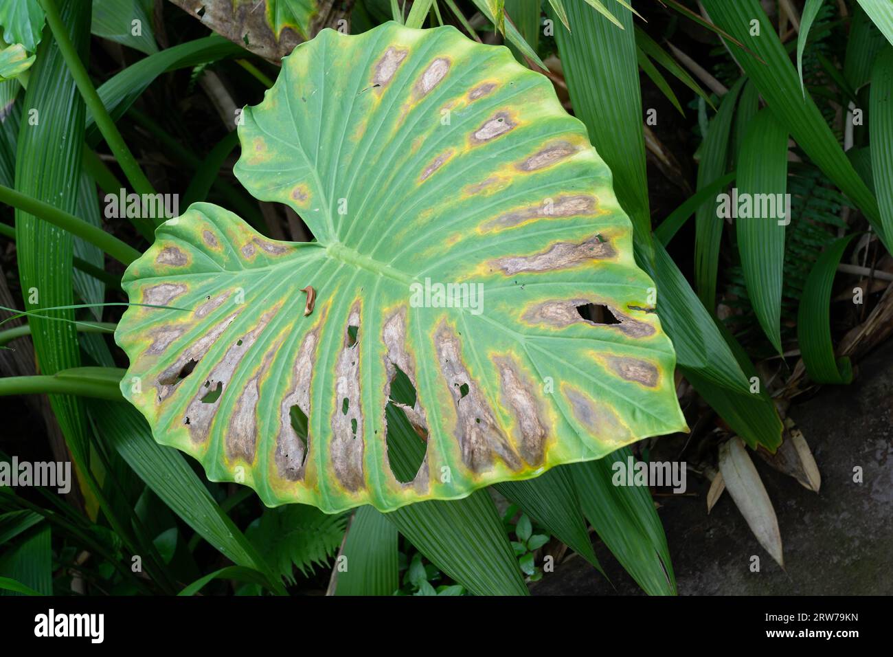 Grande foglia tropicale con buchi naturali e motivi intemprati in un lussureggiante fogliame verde Foto Stock