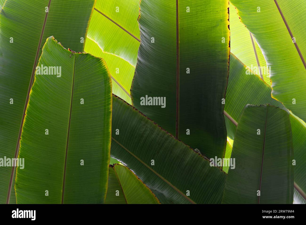Foglie di banana verde brillante con illuminazione spettacolare e texture naturali Foto Stock
