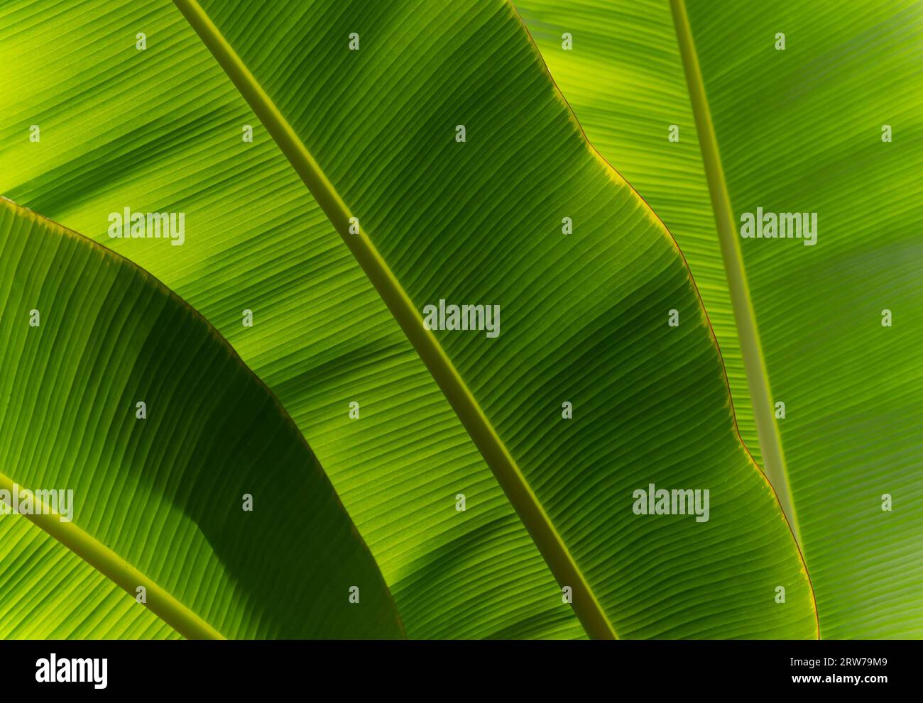 Foglie di banana verde brillante che mostrano una texture dettagliata e motivi naturali Foto Stock