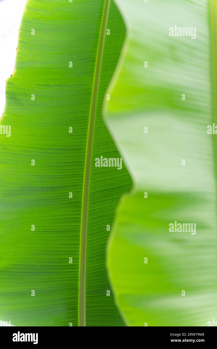 Dettagli ravvicinati di foglie di piante di banane verdi vivaci che mostrano una consistenza naturale e motivi venati Foto Stock
