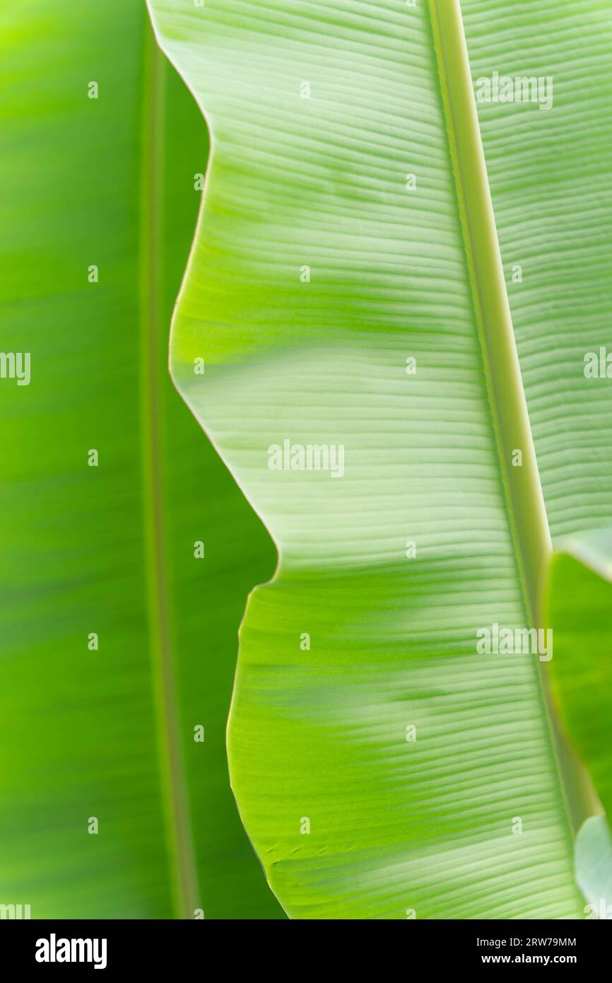 Dettaglio ravvicinato delle foglie di banana verde fresca che mostrano la consistenza naturale e i motivi venati Foto Stock